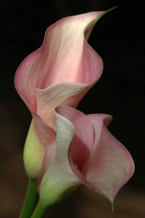 Mystic Twilight Floral Symphony